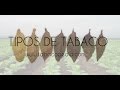 Tipos de tabaco. Info ¡AQUÍ! | tabacopedia