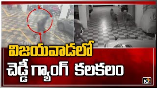 విజయవాడలో చెడ్డీ గ్యాంగ్  కలకలం: Cheddi Gang Hulchal in Vijayawada | 10TV News