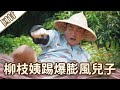 《好戲回甘》愛的榮耀 EP204 柳枝姨踢爆膨風兒子