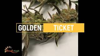 New Strain Coming! Golden Ticket