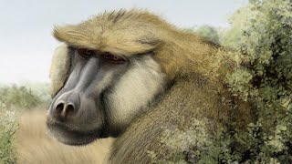 The Evolution of the Monkey