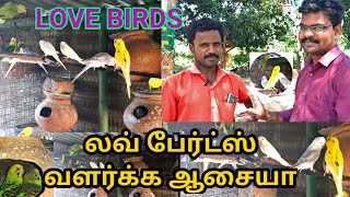 லவ் பேர்ட்ஸ் வளர்க்க ஆசையா | Love birds farm in tamil | Village thamizha village