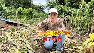 农村常见的玉米，没想到玉米根也是宝，很多人还不知道价值这么高！#三农 #我的乡村生活 #乡村美食生活 #玉米