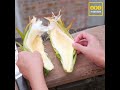 Dragon Fruit Flower with local Chicken Recipe