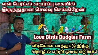 love bird's Budgies Colony Breeding Farm Tamil | லவ் பேர்ட்ஸ் வளர்ப்பில் இலாபத்தை பெற என்ன செய்யனும்