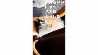 面白い日向ぼっこをしている😹😸面白いし可愛い💕😍