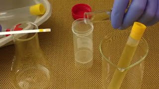 Synthetic Urine - How To Instantly Pass A Drug Test