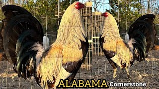 ALABAMA !! Mr. Michael Gaither Beautiful Color Chicken CORNERSTONE FARMS - Farm Visit USA