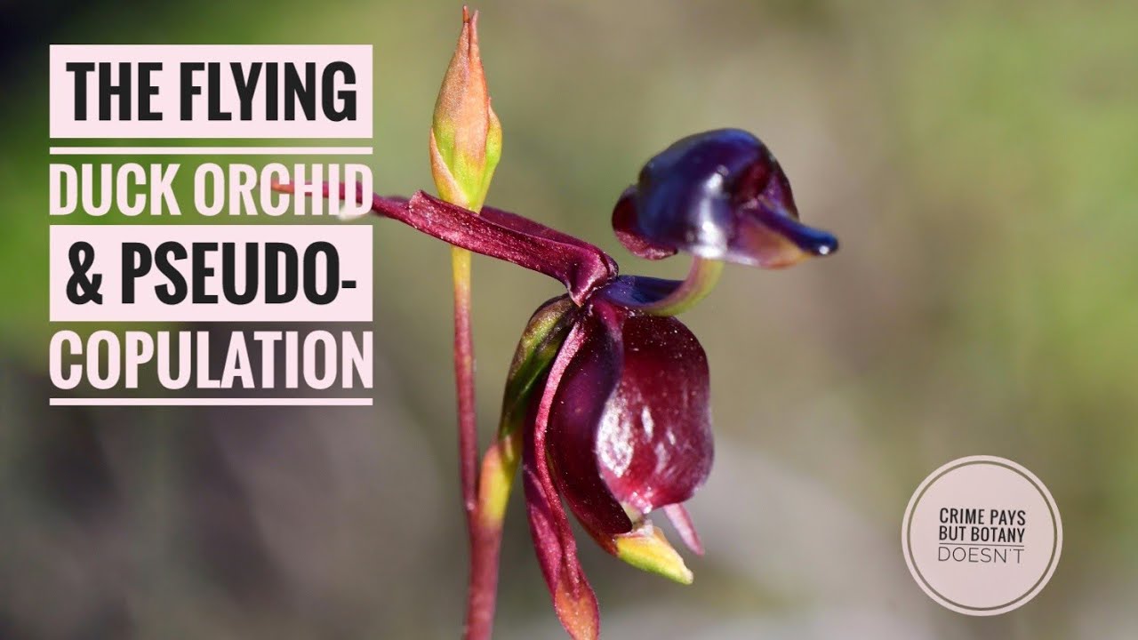 The Flying Duck Orchid Deceptive Pollination Youtube
