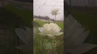 మా ఊరి అడివిలో కలవ పువ్వులు||lotus||#flowers #lotus #shorts