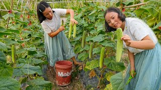 Second cucumber harvest, crusty meat porridge for dinner!