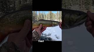 Ice Fishing Brook Trout! (Underwater View) #troutfishing #icefishingbrooktrout #bassntrout