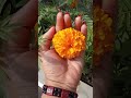 গাঁদা ফুল marigold 🌿🌼🌿 beautiful flower 🏵️🏵️ natureal