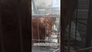 盤錦流浪動物救助老姜：今天在狗肉車上救下來了五只狗#shorts