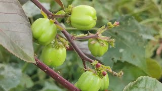 jatropha gossypifolia plant | beneficial plants | tree |