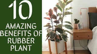 Top 10 Amazing Benefits Of Rubber Plant | Indoor Plants | Smiley Plants