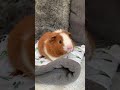 LOUD GUINEA PIG