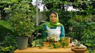 شرایط نگهداری و تکثیر شفلرا