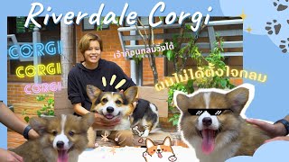 Show Pet | ฟาร์ม Riverdale Corgi