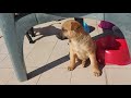 Cuccioli Cani Taglia Media maschi femmine in regalo video 2