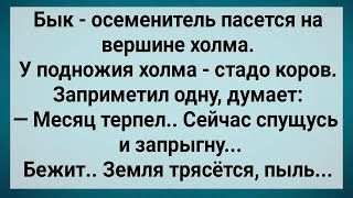 Как Бык с Голодухи На Корову Залез! Сборник Свежих Анекдотов! Юмор!