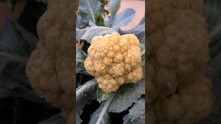 Ready to Harvest! Beautiful Homegrown Cauliflower 🥦 #gardeningtips