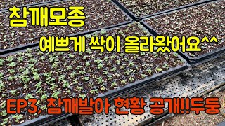 참깨모종 발아 성공!! 참깨농사 잘 짓는법(3편)