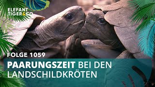 Kinder nach Maß. (Folge 1059) | Elefant, Tiger \u0026 Co. | MDR