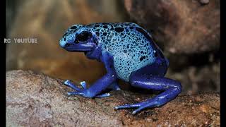 ನೀಲಿ ಕಪ್ಪೆಗಳೆಂಬ ವಿಷಕಾರಿ ಜೀವಿ|Blue frogs are poisonous creatures|ಕಿಲ್ಲರ್ ಕಪ್ಪೆ | Killer Frog