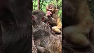 #baby with mom #MonkeyZone #Monkeyvideo Monkey mother love her baby#shorts #youtubeshorts#shortsfeed