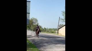 Элеген жорго🔥🇰🇬🐎