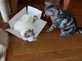 箱に入ったままバトル猫 =^・^= the　fight in the box