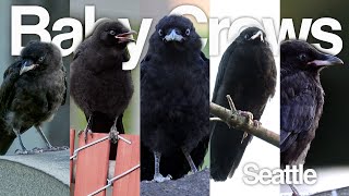 Baby Crow Montage for Christmas