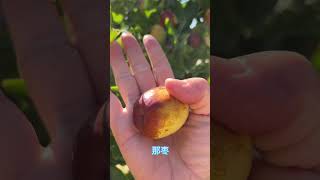 【Jujube Li——梨枣】大枣树第三年了，又是大丰收😄太享受了😎今天中秋节，中秋快乐🥮