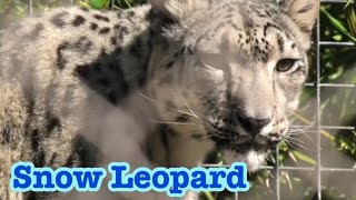 Snow Leopard 🐆 takin ユキヒョウのお食事と　ターキン💞