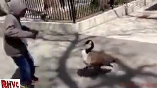 হাঁস আক্রমন করলো বাচ্চা শিশুকে/Duck attacked the child.