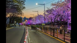 [여의도벚꽃축제] 걷고싶은길, 벚꽃로드, 3년만의 만남, 조명빛과 벚꽃, 여듸도는 지금 만원, 아름다운길, 멋진벚꽃길