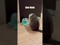 this is elon musk cat gato meow 猫