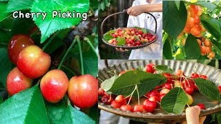 Cherry Picking in my Backyard Garden I 3-IN-One Jubilee Cherry Tree I Organic Rainier Cherries