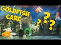 Caring for your Expensive Goldfish - ohio fish rescue