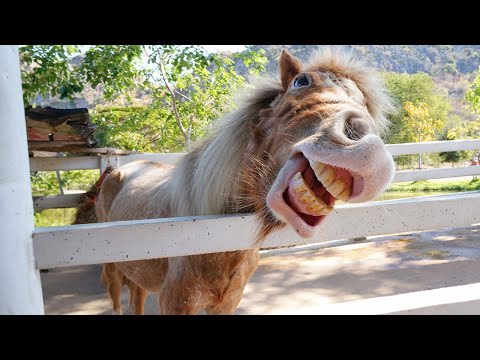 10 Minutes Of Funniest Animals 2024