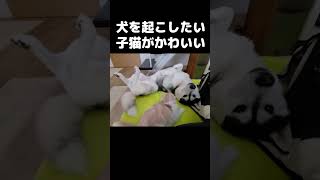 犬が起きてくれなくて困ってる猫がかわいい#猫 #cat