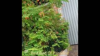 Red Bird of Paradise (Caesalpinia pulcherrima) ;  Flowering Shrub Varieties Series.