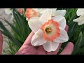 Pink Charm Daffodils | Bulbs in Bloom