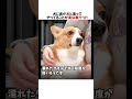 犬に良かれと思ってやってることが、実は悪かった