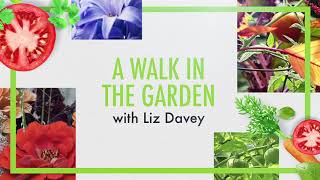 A Walk in the Garden with Liz Davey - \