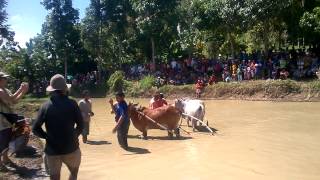 Bull Race, Bukittinggi, Sumatra, Indonesia 7#