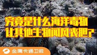 🌵 《童趣大冒险2021》第25期：探秘海洋毒针杀手，究竟是什么样的海洋毒物，让其他生物闻风丧胆？ BIG ADVENTURE OF KIDS 金鹰卡通