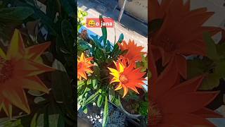 ਹਾਏ ਕਿੰਨੇ ਸੋਹਣੇ😲🥰 #shorts #ytshorts #trending #plants #flowers #viralvideo #viral #viralshorts