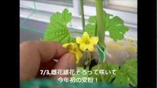 ゴーヤの植え付け～受粉　ベランダ菜園in札幌